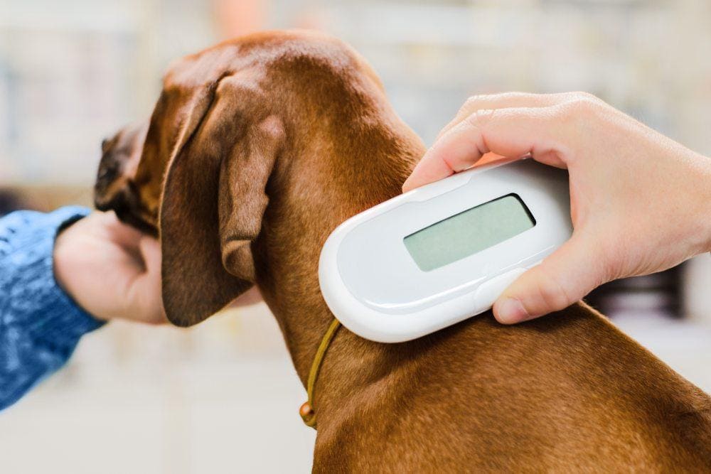 Imagem de medicos veterinarios