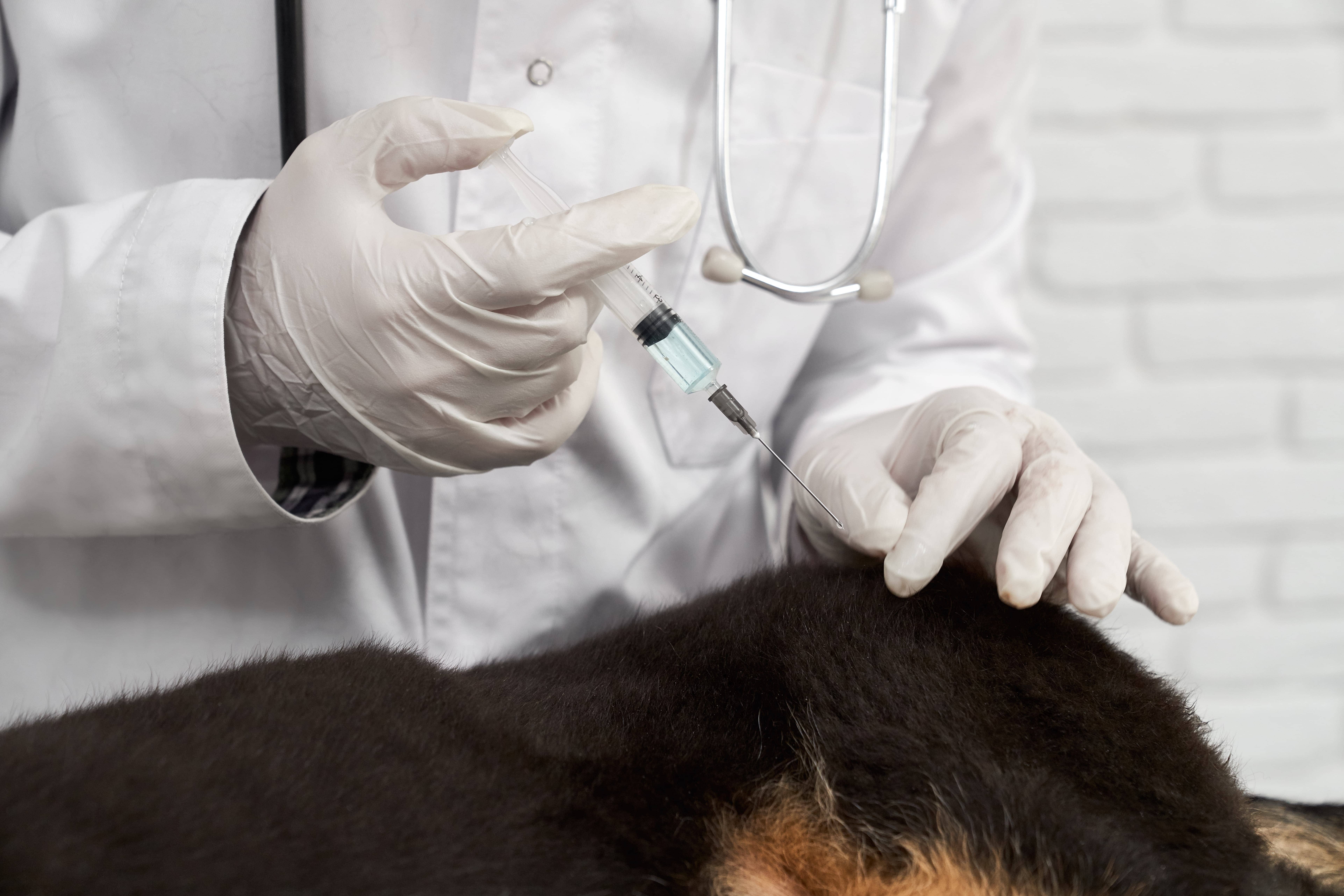 Imagem de medicos veterinarios